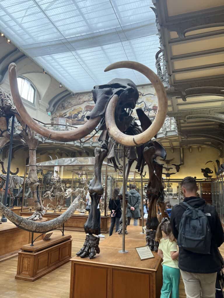skeleton of a woolly mammoth at Jardin des Planets in Paris