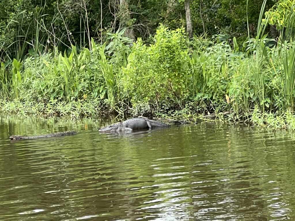 Crocodile lounging peacefully in a natural freshwater habitat surrounded by vibrant green plants and calm water, showcasing wildlife and nature photography.