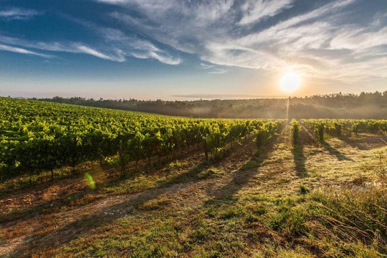 A breathtaking view of a vineyard in Healdsburg with the sun rising, casting long shadows.