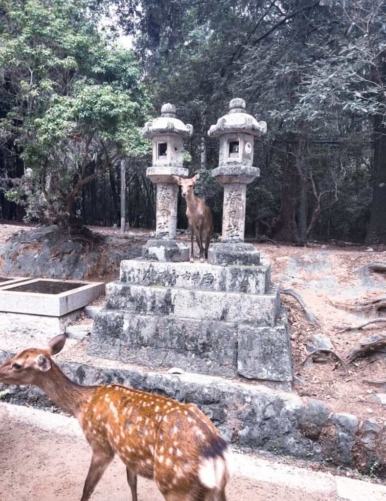Nara deer, featured in Nara Japan things to do.