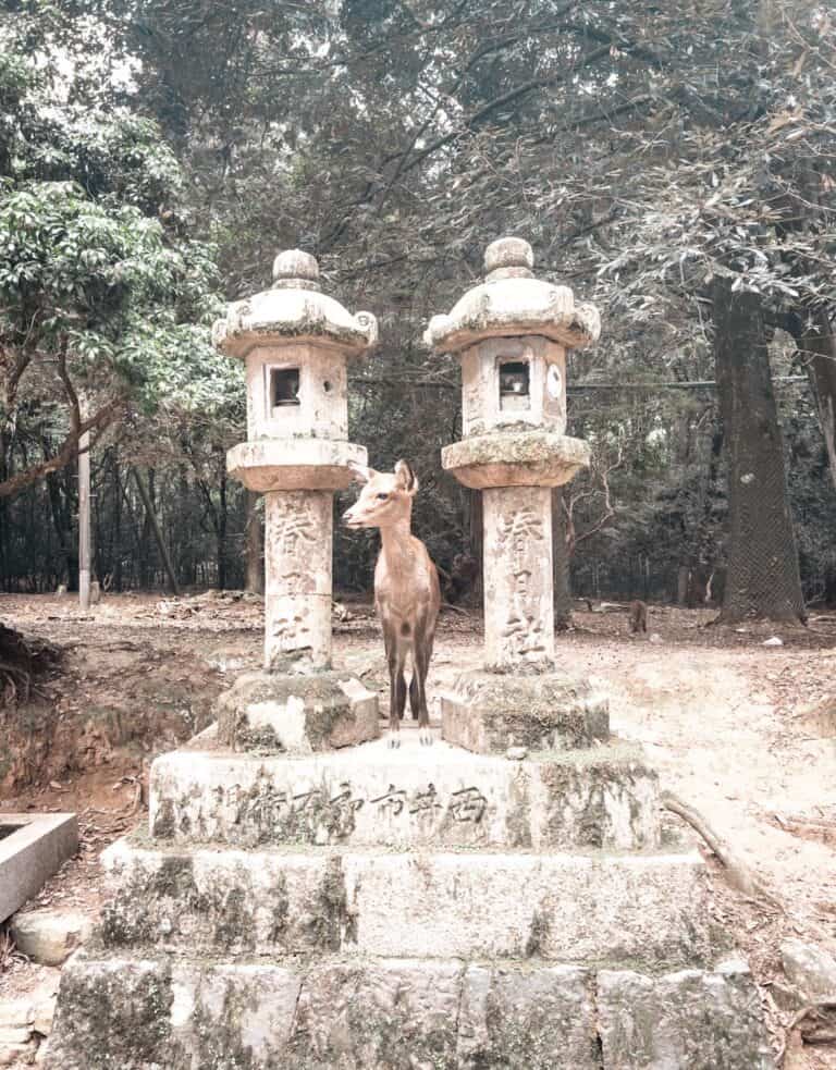 Photo of a deer standing between two statues, featured in the blog about Nara Japan tourist spots.