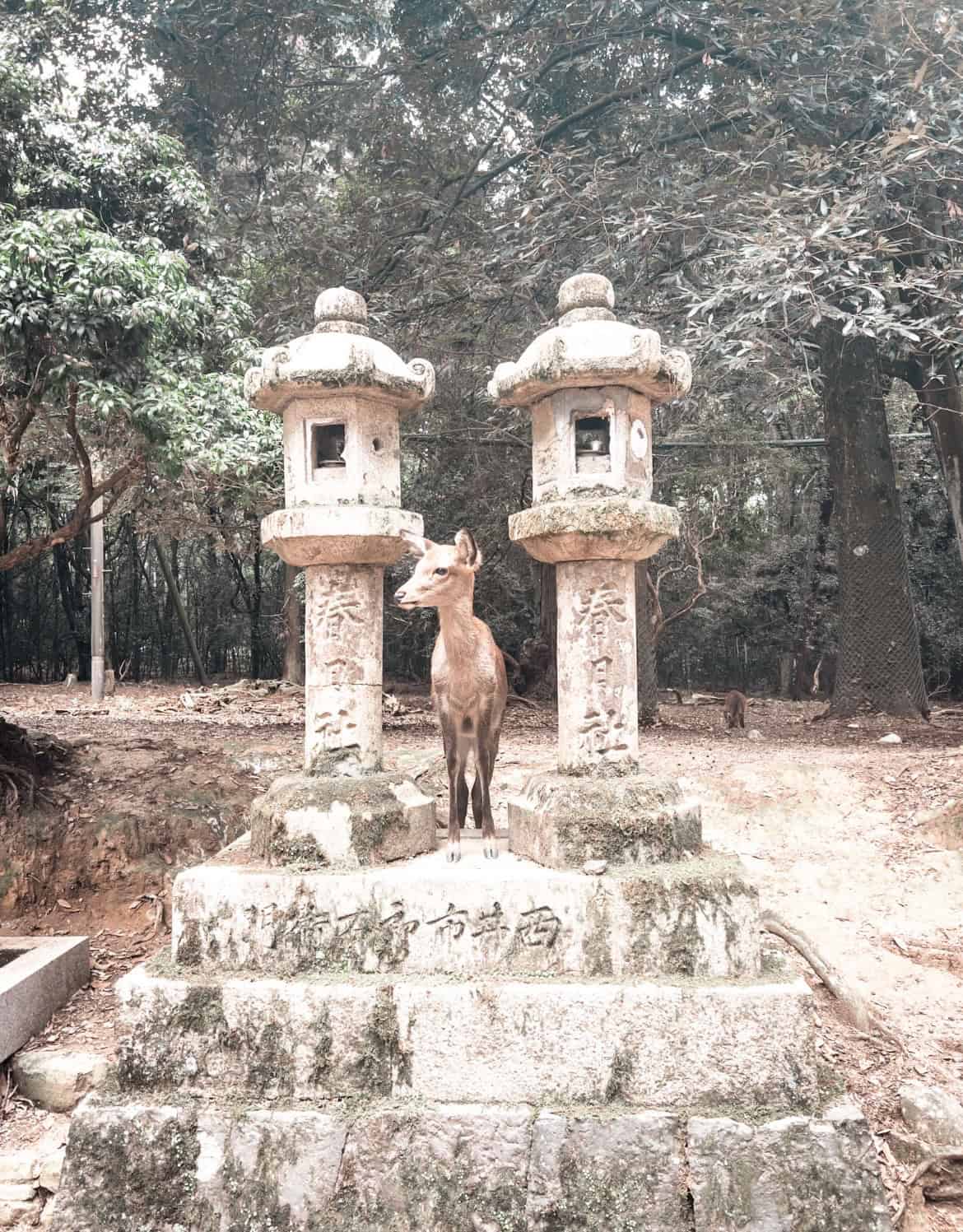 Photo of a deer standing between two statues, featured in the blog about Nara Japan tourist spots.